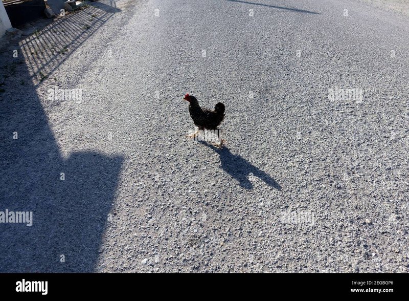 Image: Descubre el Juego más Adictivo: Jugar Chicken Road España Online Oficial